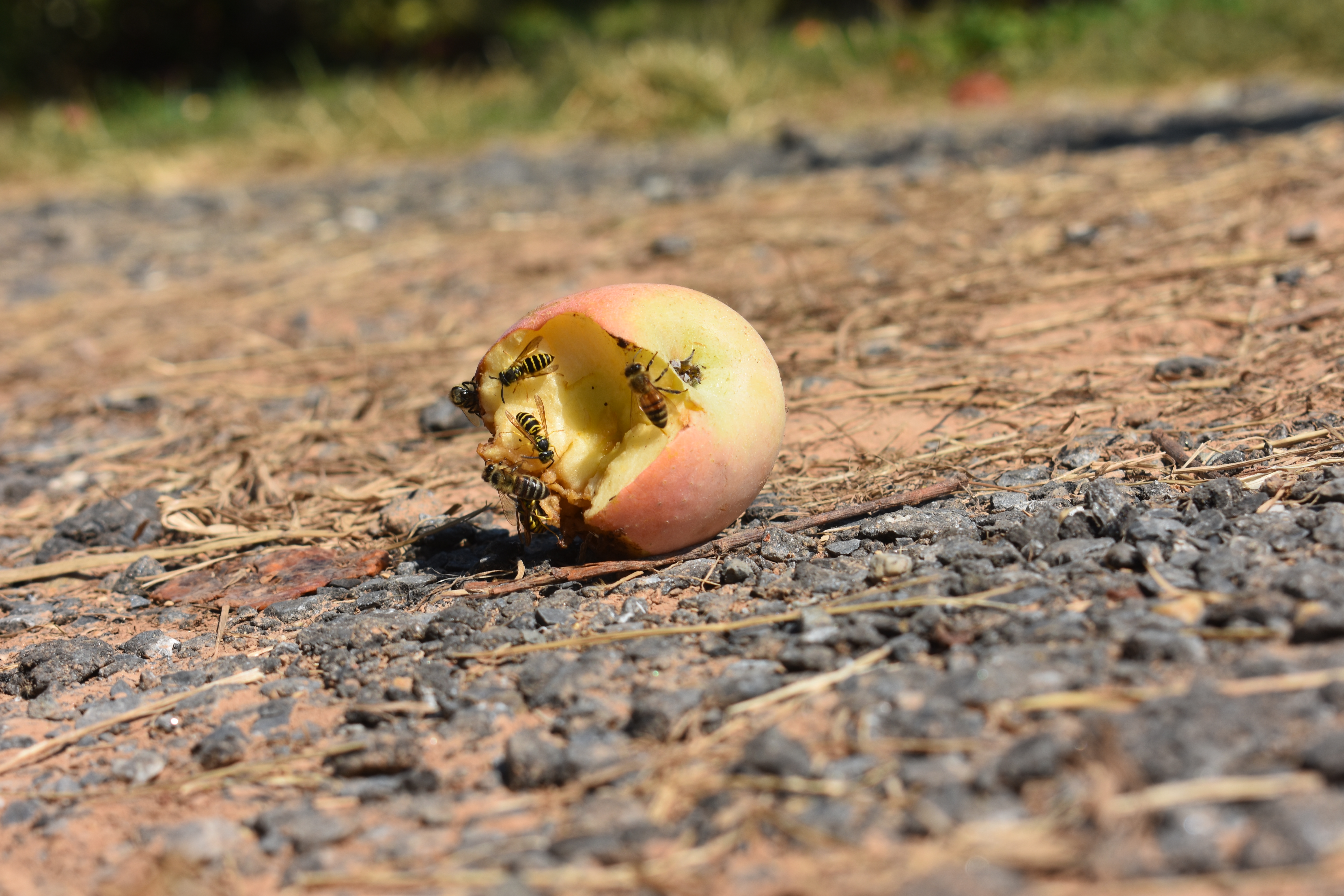 Gancio A Muro In Ghisa Fallen Fruits Con Uccellini – Decorazione Per Casa E Giardino, 2 Ganci